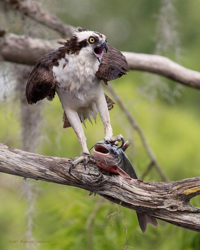 скопа, osprey, florida, флорида, хищные птицы Скопа с  добычей - Osprey with Catfishphoto preview