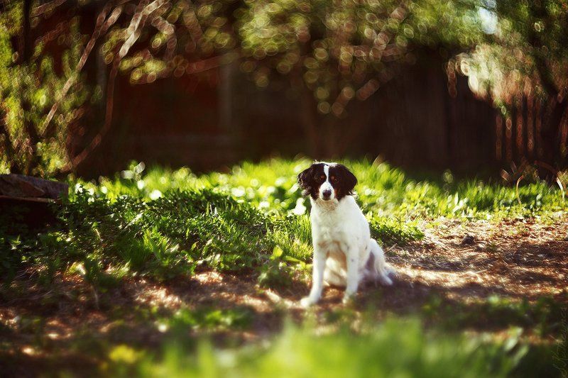 Дусичкаphoto preview