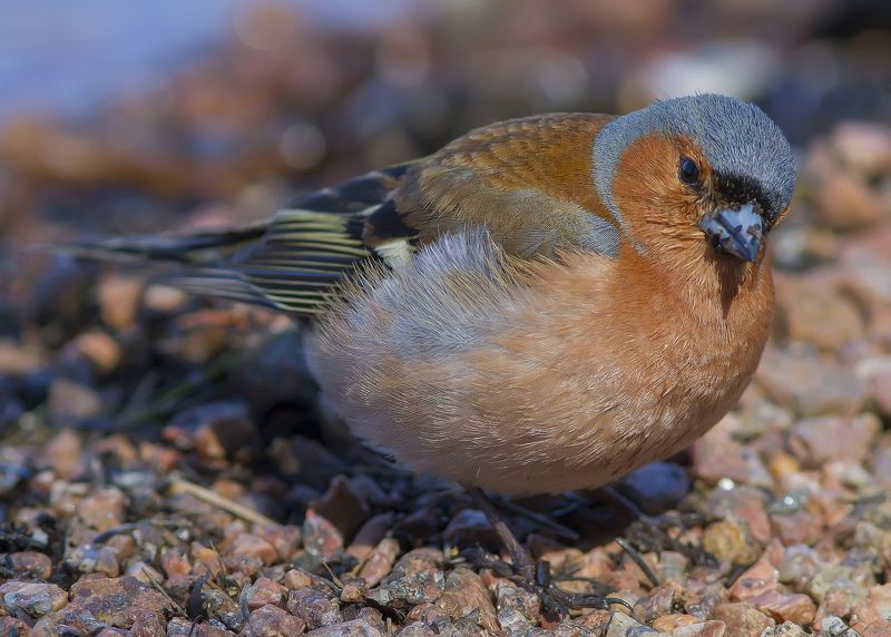 Зяблик, вьюрковые Зябликphoto preview