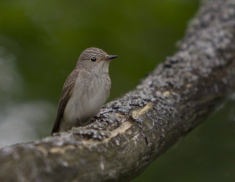 Птичка-невеличкаphoto preview