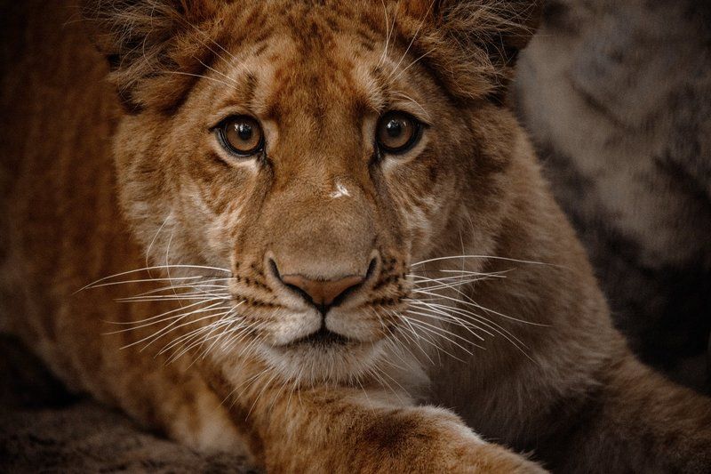 Белоплечий орлан, Белый медведь, Животныептицы, Зоопарк, Лигр, Медведь, Пернатые, Портрет, Фауна, Хищник Новосибирский зоопаркphoto preview