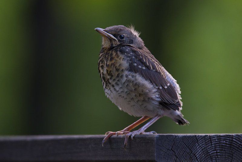 Маленькая птица с большими амбициямиphoto preview