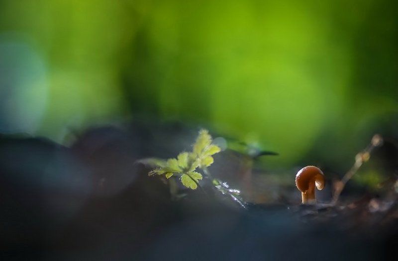 Грибы, Лес, Листья Кто-то позавтракалphoto preview