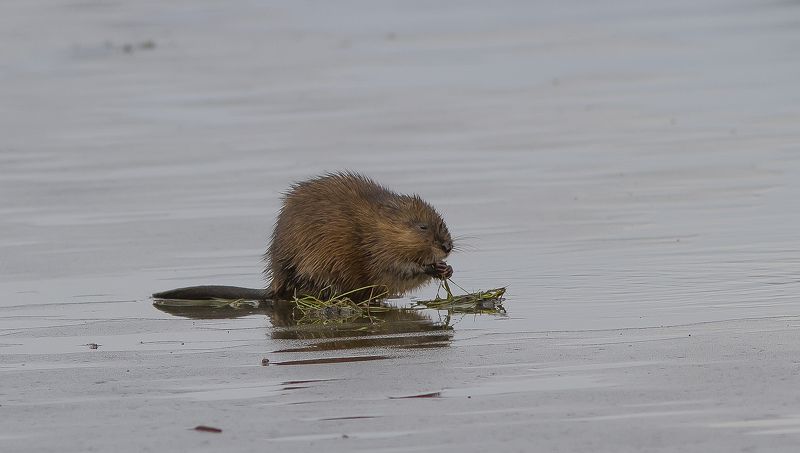 Ондатра. Ондатра на льдине.photo preview