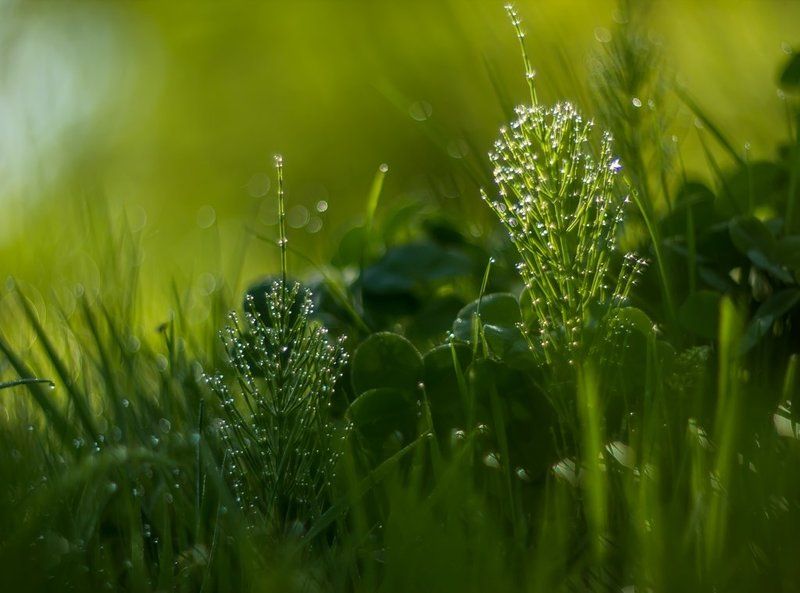 В свете утренних софитов...photo preview