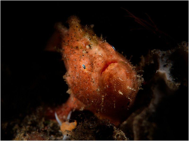 Bali, Diving, Frogfish, Indonesia Frogphoto preview