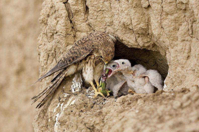 Давай дели на всех. фото превью