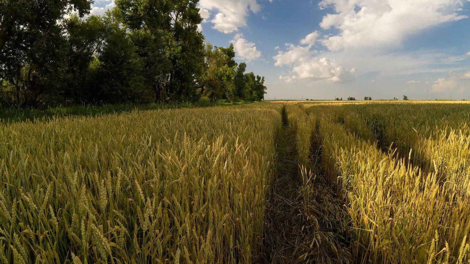 в поле, июнь, лето, небо, облака, хлеба, Alexander Plekhanov