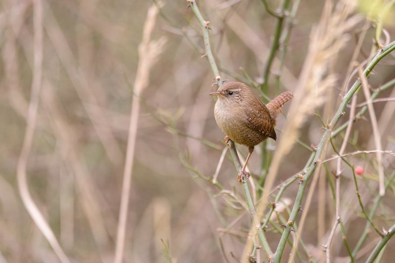 крапивник Настороженныйphoto preview