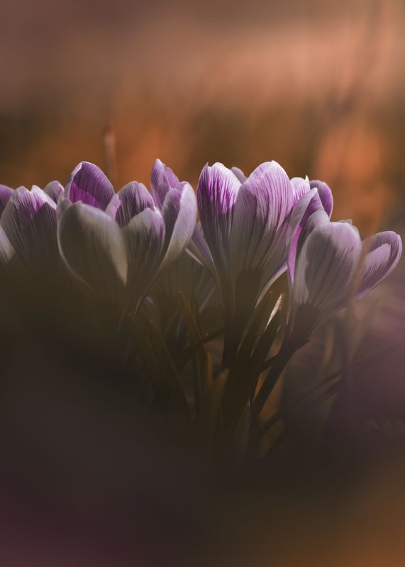 Веснаphoto preview