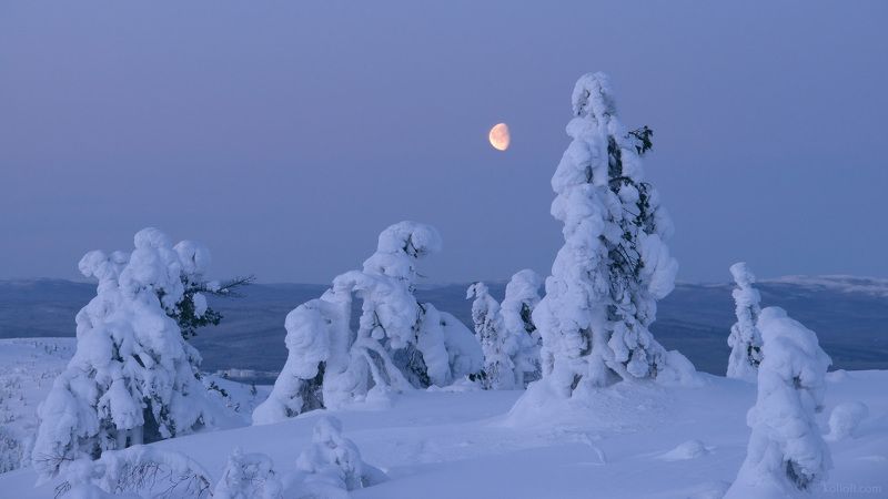 кандалакша, зима, заснеженные деревья, сопка, кольский полуостров, большая луна Лунные сумерки. Предрассветный час.photo preview