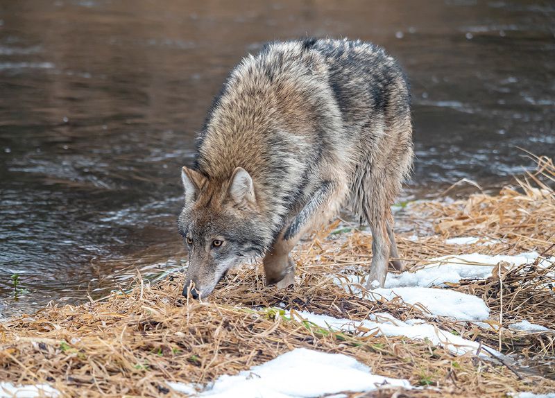 волк, беларусь, красный бор По следуphoto preview