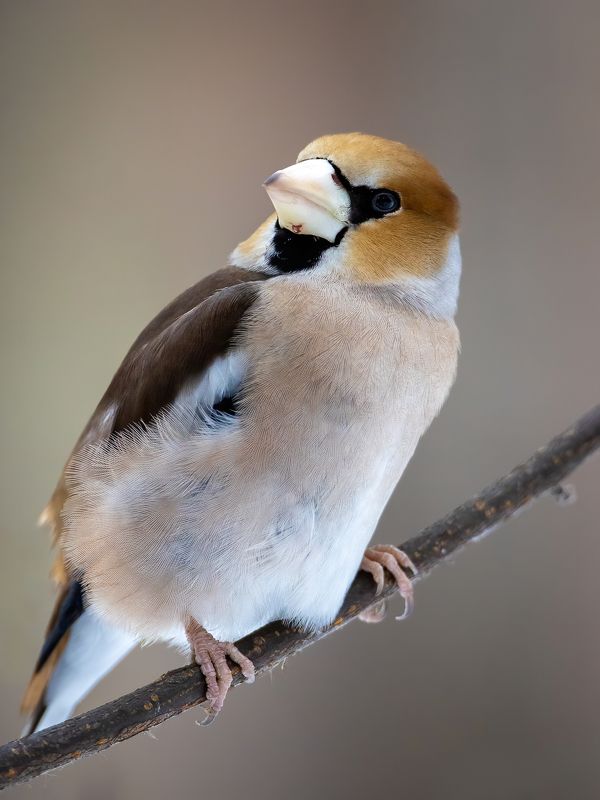 Дубоносphoto preview