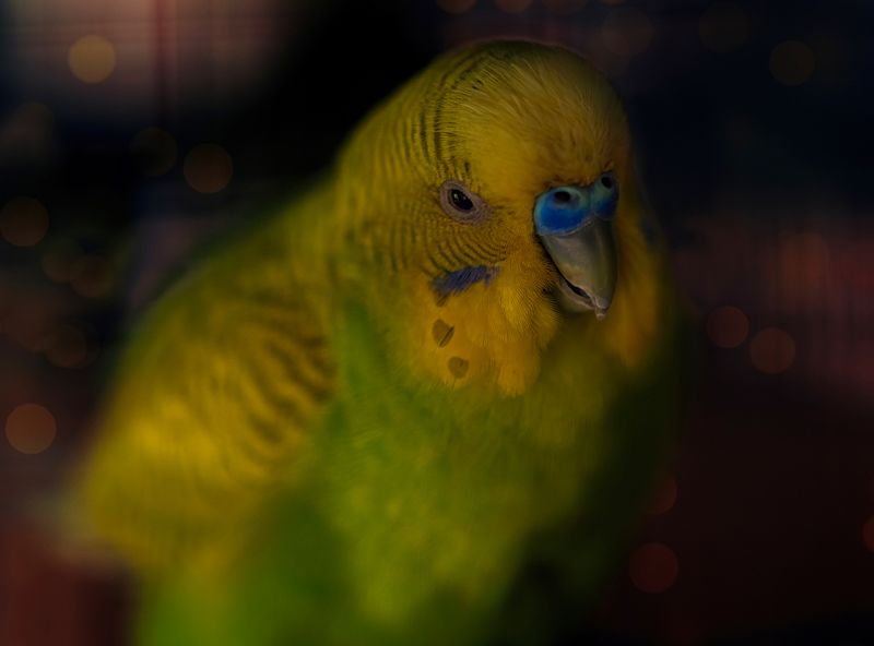 bird,birds,nikon,wild,water,shadows,lake,pond,flowers,swan,colors,nikon,beauty,nature,animals,eyes,egret,songbird,jungle,white,wings,fly Lovebirdphoto preview