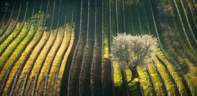 моравия, виноградник Весенние ритмы Моравии фото превью