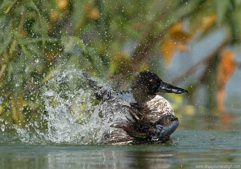 Northern shoveler Northern shovelerphoto preview