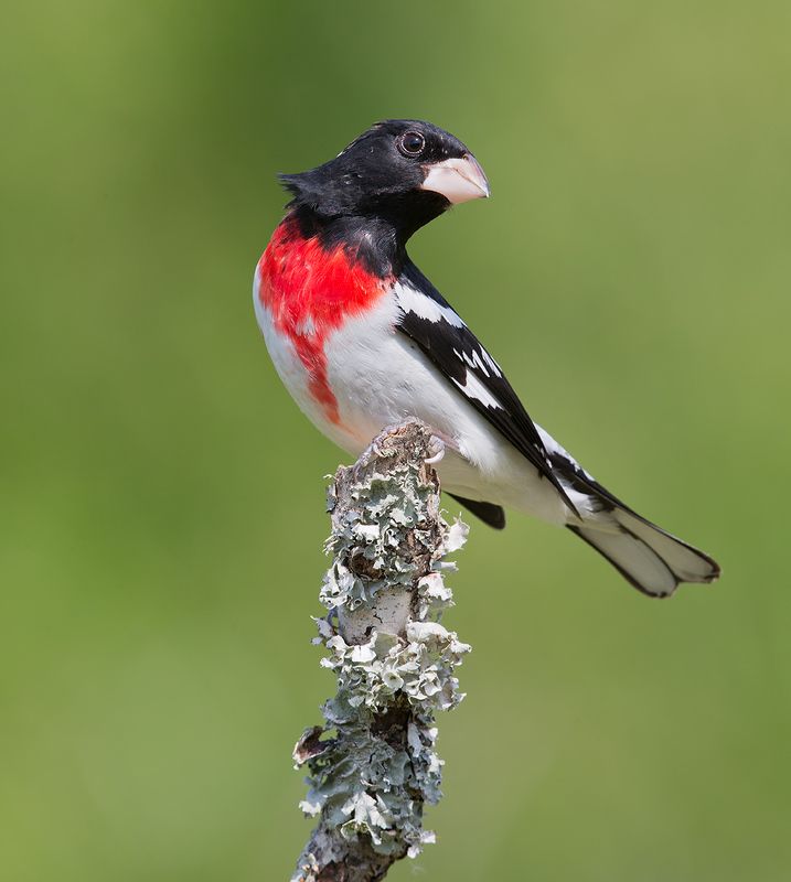 красногрудый дубоносовый кардинал, rose-breasted grosbeak, grosbeak, весна Rose-breasted Grosbeak - Красногрудый дубоносовый кардиналphoto preview