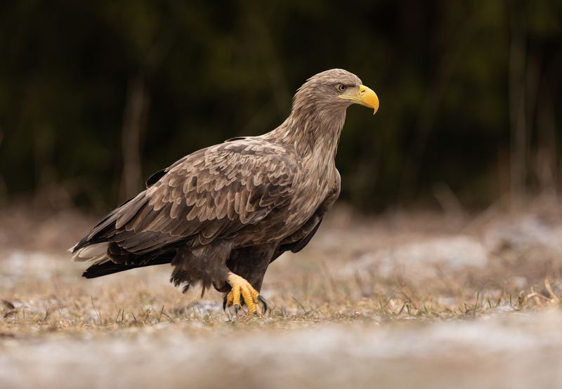 орлан, хищник, Вижу цельphoto preview