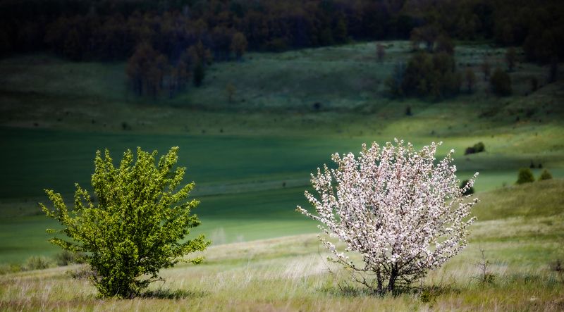 Встретились два одиночества.photo preview