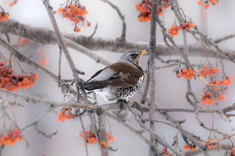 Дрозд-рябинникphoto preview