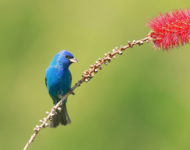 индиговый овсянковый кардинал,indigo bunting, кардинал, весна Indigo bunting -Индиговый овсянковый кардиналphoto preview