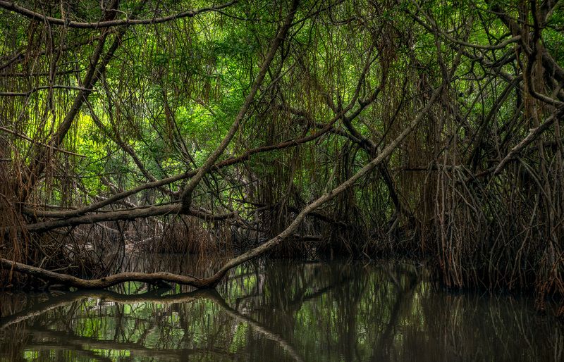 мангровые дебриphoto preview