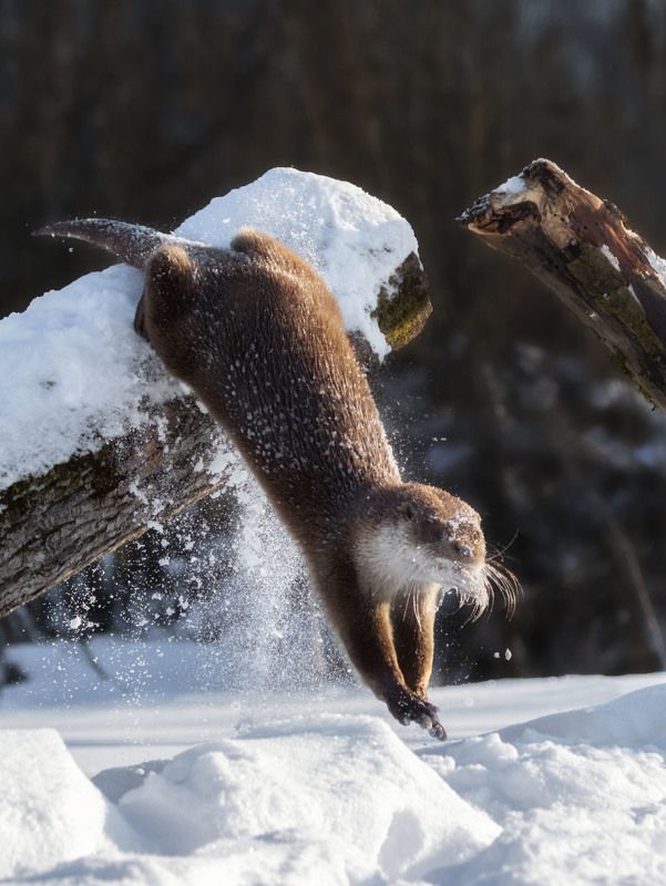 Речная выдраphoto preview