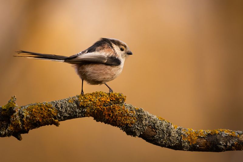 Long-teiled Tiphoto preview