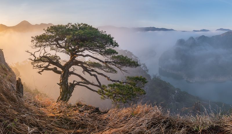 Foggy morning with treephoto preview