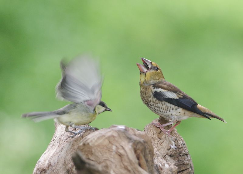 Друзьяphoto preview