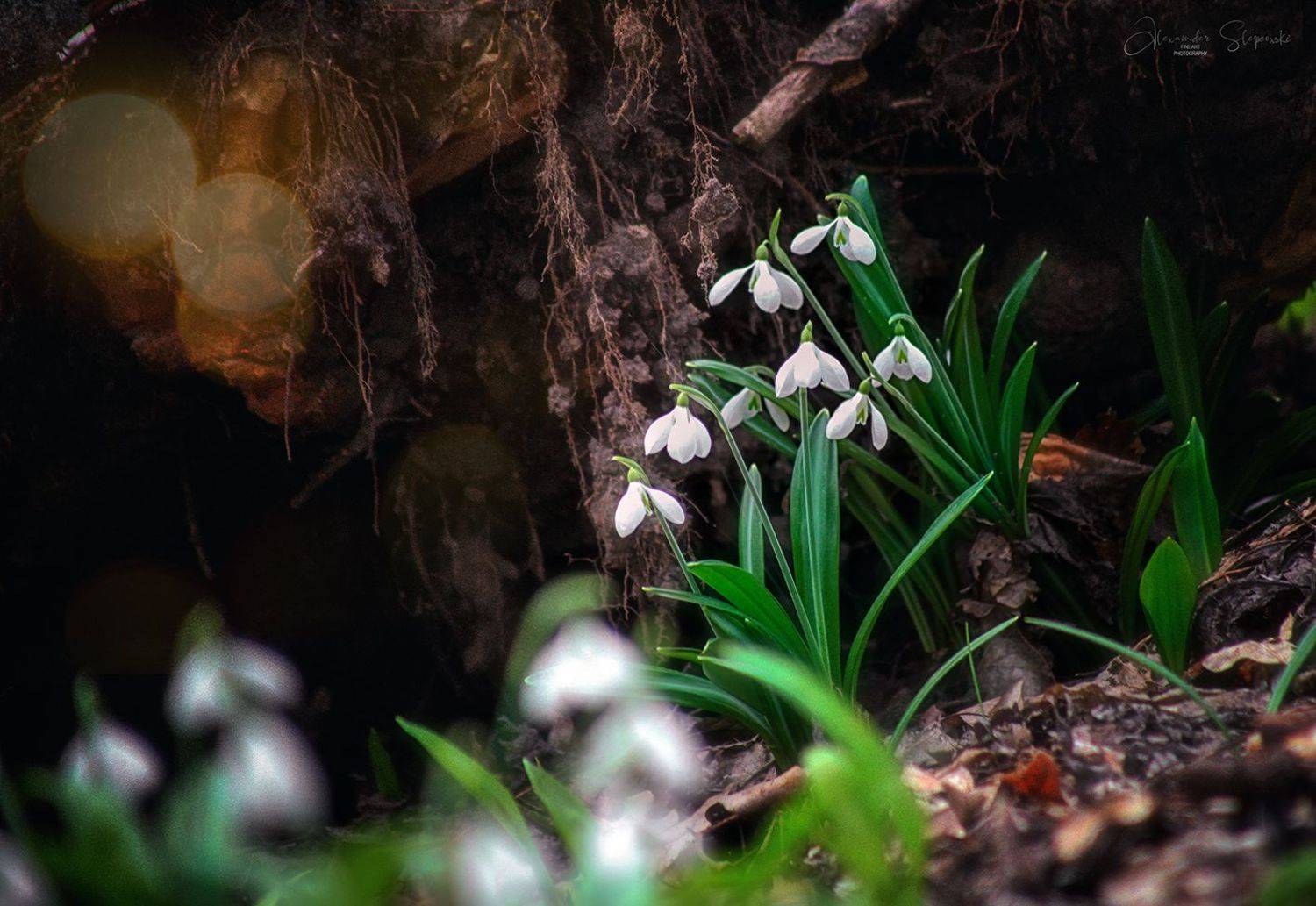 ***. Автор: Alexander Slepcowski , Alexander Slepcowski