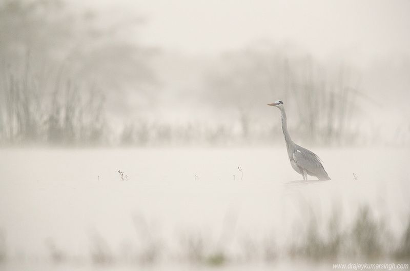 Grey heron Grey heronphoto preview