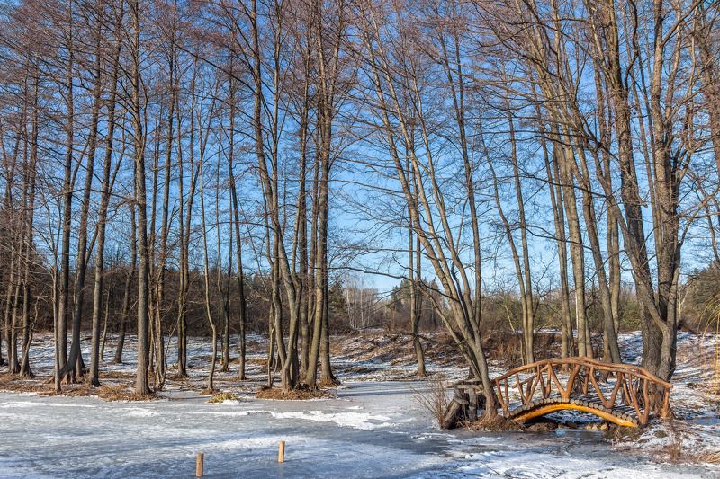 лес, деревья, природа photo preview