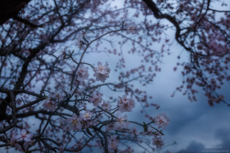 дмитр коваль, гималаи и крым вне треков, пейзаж как магия Среди миндальных облаковphoto preview