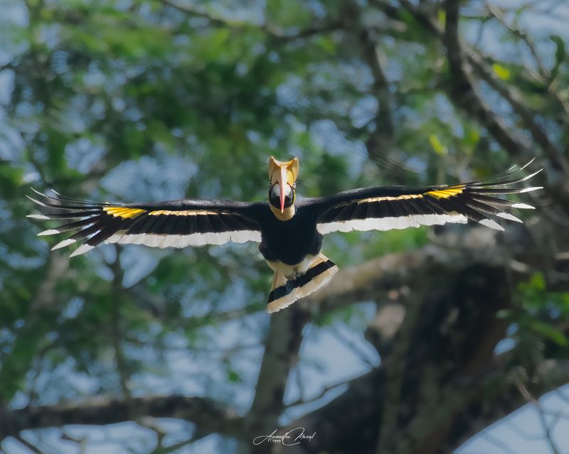 kerala wildlife hornbill india birds I am Comingphoto preview