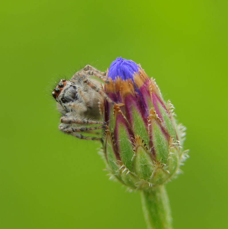 природа, шаварёв, фотография, Мартовский паук.photo preview