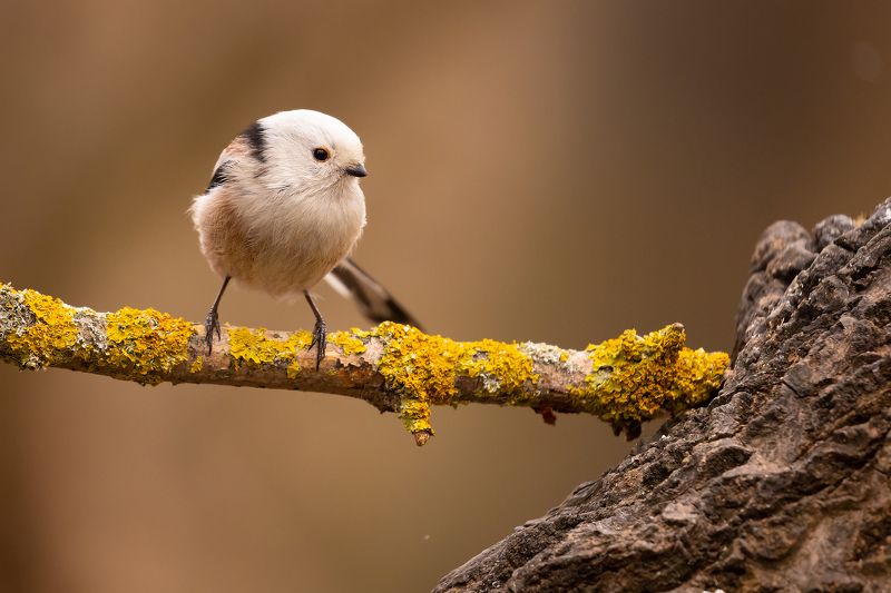 Long-teiled Tiphoto preview