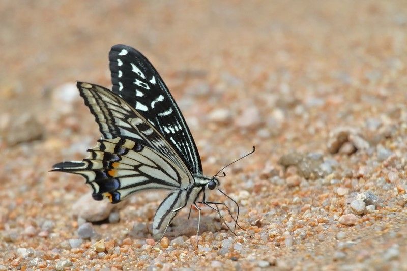 бабочка парусник ксут Papilio xuthus На песочке фото превью