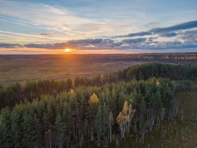 болото, дрон, сестрорецк, ленинградская область, сестрорецкое болото, закат, пейзаж, осень, осенний пейзаж, мини3про, dji, mini3pro Болотная историяphoto preview