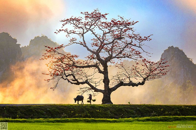 quanphoto, landscape, sunset, sundown, mountains, tree, buffalo, woman, rural, countryside, vietnam Peaceful Hometownphoto preview