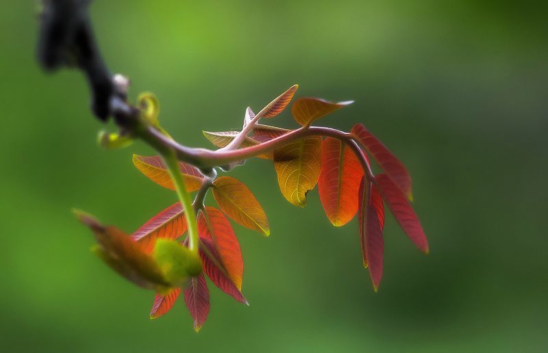 Молодые листья ореха.photo preview