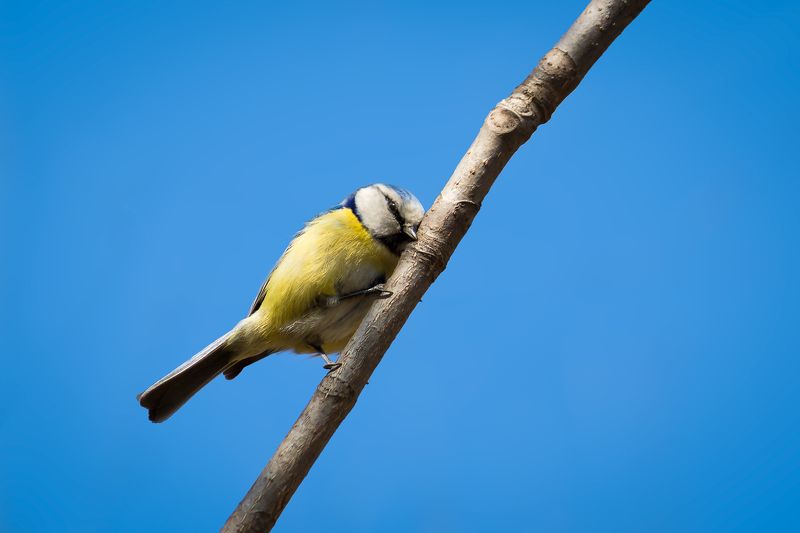 синица, blue tit, bird, animal,  Самый застенчивыйphoto preview