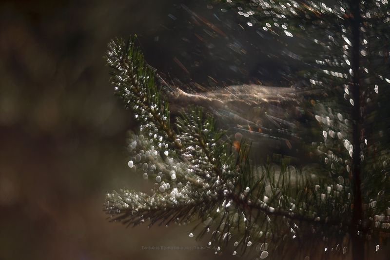 природа, гелиос После ночного дождяphoto preview