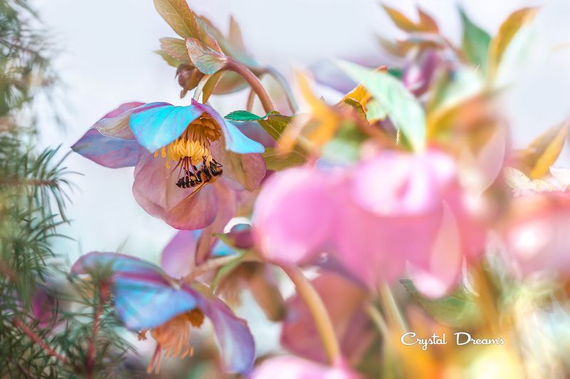 #art, #macro, #crystal_dreams, #color, #ditale First love again.photo preview