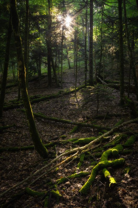 Где-то в лесуphoto preview