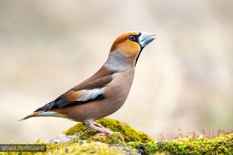 Hawfinch. Дубоносphoto preview