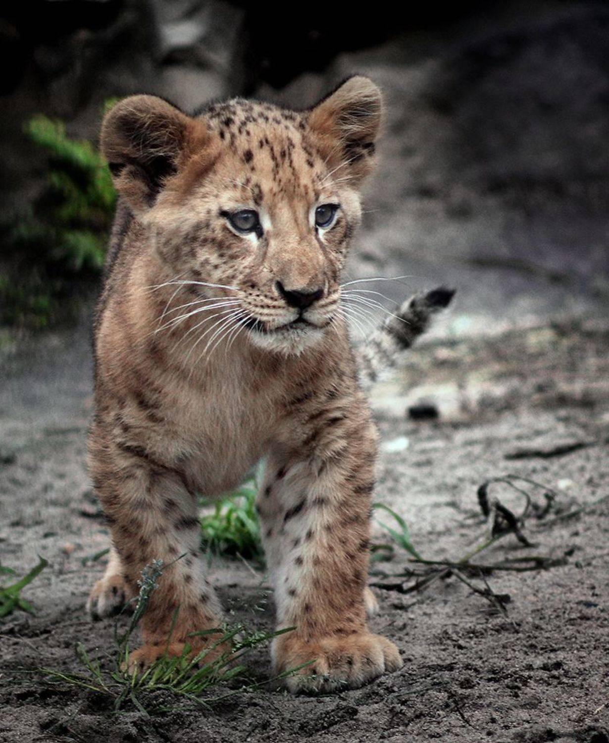 Маленький хищник. Автор: Алексей Родак , Алексей Родак