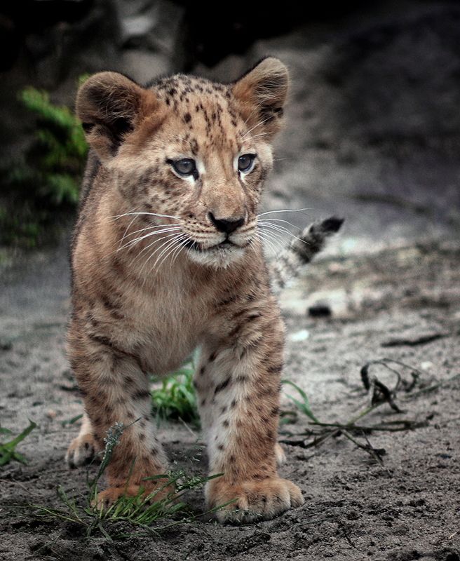 Маленький хищникphoto preview