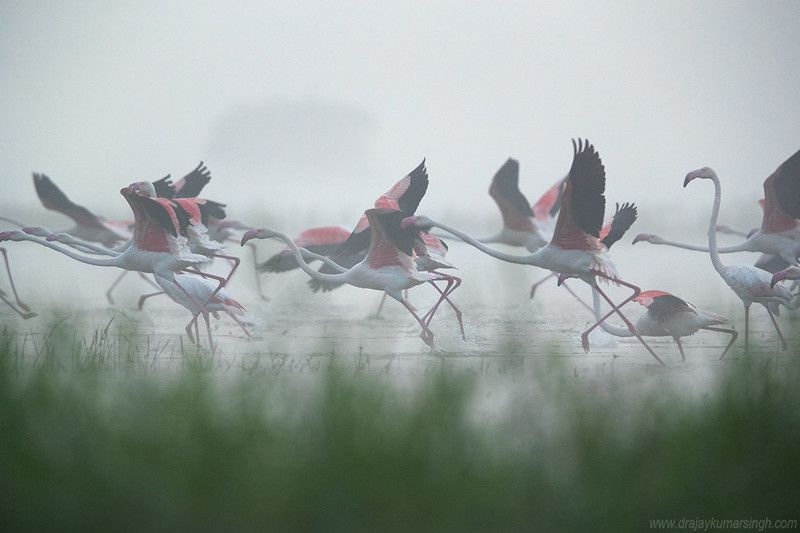 Greater flamingos fog Greater flamingosphoto preview