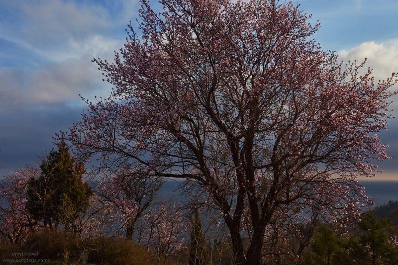 дмитр коваль, гималаи и крым вне треков, пейзаж как магия Время миндальных созерцанийphoto preview